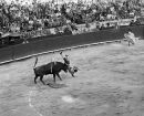 Bullfight accident